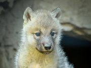 Подмладок кај белите волци во ЗОО Скопје