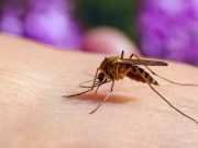 СЗО изрази загриженост поради ширењето на западнонилската треска во Италија и Грција