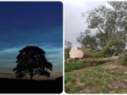 Уапсен тинејџер кој го исекол најфотографираното дрво во Британија – чинарот на „Робин Худ“