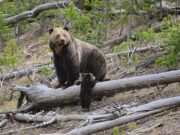 Гризли уби двајца излетници во канадска Алберта