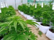 Без лиценци останаа шест компании кои одгледуваат марихуана