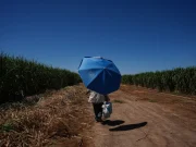 Извештај: Зголемените температури убиваат по едно лице секоја минута низ целиот свет