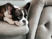 6 раси на кучиња погодни за стан