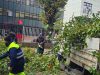 Паднати дрва во Капиштец, сообраќајот во прекин