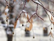 Претпладне дожд, попладне снег температурите околу нула