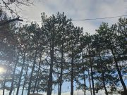 Сончево и релативно топло со магла во утринските часови