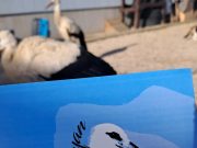 Марија Дуда за сите како „Силјан“
