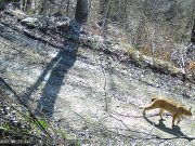 Две нови единки од балканскиот рис на Шар Планина