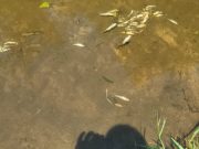 Минатата година рибите во река Тополка, кај Велес, не угинале од отровни супстанци и тешки метали, констатирала научната фела
