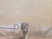 Заловеното животно е волк, потврди ЗОО Скопје