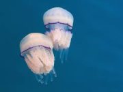 Предупредување за капачите во Јадранското Море: Морето е преплавено со опасни медузи