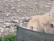 Анима Мунди објави видео и бара истрага за бегството на белите волци