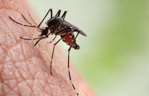 Зошто некои луѓе се попривлечни за комарците