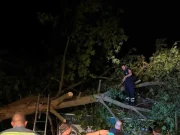 Апел од ЈП „Паркови и зеленило“ – поради најавеното нестабилно време, скопјани подобро да не паркираат под дрвја